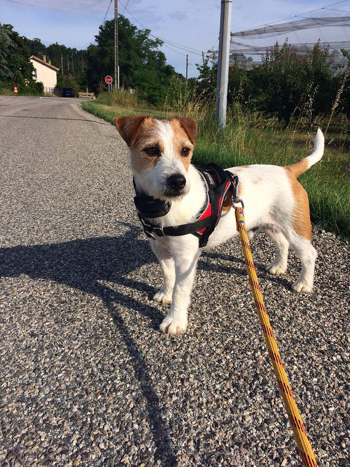 Miloo participe au concours pour gagner de l'argent avec cette photo : asphalt, carnivore, cloud, collar, companion_dog, dog, dog_breed, dog_collar, fawn, leash, pet_supply, plant, road_surface, sidewalk, sky, snout, sporting_group, tail, terrier, tree
