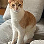 Elliott joined the competition — help win amazing prizes! cat, orange_cat, white_cat, pet, animal, indoor, couch, furniture, domestic_cat, sitting, fur, whiskers, ears, eyes, paws, closeup, portrait, cozy, home, soft_light