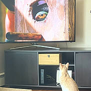 Elliott joined the competition — help win amazing prizes! cat, television, bird, wood, furniture, floor, indoor, curious, watching, pet, screen, box, cable, device, animal, wooden, hole, light, shadow, room