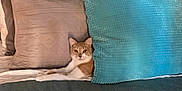 Elliott is registered to the contest to win money with this photo: cat, bed, pillow, orange_cat, white_cat, feline, resting, cozy, indoor, home, furniture, textured_pillow, turquoise, beige, curious, pet, animal, relaxing, soft_lighting, comfort