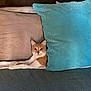 cat, bed, pillow, orange_cat, white_cat, feline, resting, cozy, indoor, home, furniture, textured_pillow, turquoise, beige, curious, pet, animal, relaxing, soft_lighting, comfort