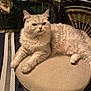 Olly joined the competition — help win amazing prizes! cat, fluffy, indoor, stool, furniture, wicker, statue, relaxed, pet, animal, seated, cozy, light_colored, cushion, home, decor, resting, cute, feline, closeup