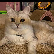 Olly is registered to the contest to win money with this photo: cat, fluffy, pet, collar, heart_pendant, carpet, indoor, toy, sunflower, cute, animal, feline, relaxed, closeup, laying, home, domestic, playful, decor, cozy
