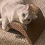 Olly joined the competition — help win amazing prizes! cat, white_cat, pet, indoor, carpet, scratch_pad, relaxed, feline, fur, animal, cute, laying_down, resting, whiskers, ears, domestic_cat, mammal, playful, household, cozy