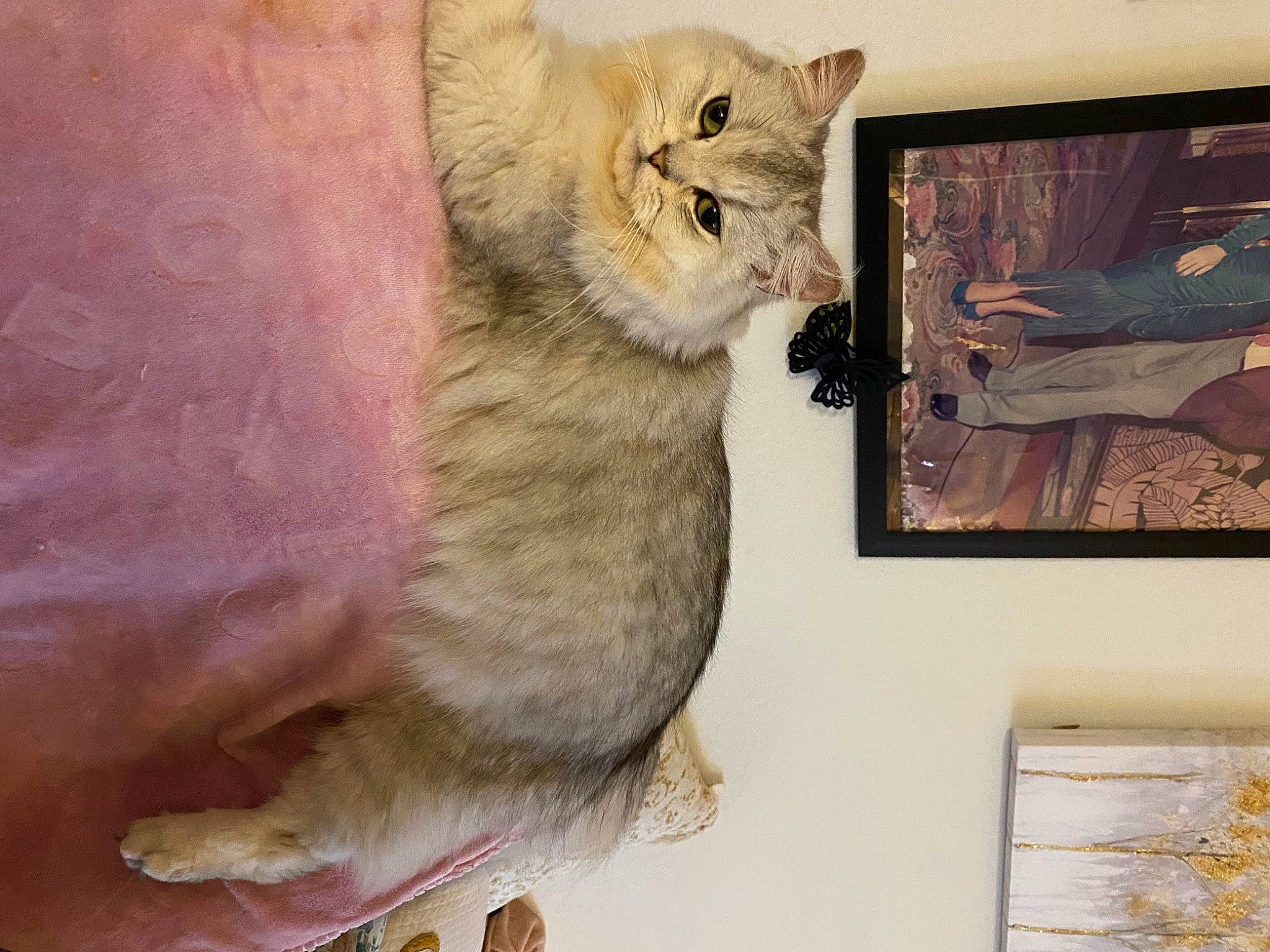 Olly Ramos joined the competition — help win amazing prizes! art, cat, claw, comfort, domestic_short_haired_cat, fawn, felidae, fur, paw, photo_caption, picture_frame, small_to_medium_sized_cats, snout, tail, terrestrial_animal, visual_arts, whiskers, wildlife, window, wood