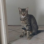 Tigresse a rejoint le concours — aidez-le/la à gagner de superbes lots ! cat, tabby_cat, pet, animal, sitting, indoors, floor, tile, doorway, hallway, portrait, staring, striped_fur, ears, tail, whiskers, home, container, vertical_photo, natural_light