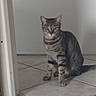 cat, tabby_cat, pet, animal, sitting, indoors, floor, tile, doorway, hallway, portrait, staring, striped_fur, ears, tail, whiskers, home, container, vertical_photo, natural_light