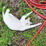 Simba is registered to the contest to win money with this photo: white_cat, cat, stretching, grass, greenery, garden, red_hose, outdoor, nature, plants, dirt, relaxed, animal, pet, fur, coiled_hose, playful, daylight, leaf, ground