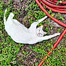 white_cat, cat, stretching, grass, greenery, garden, red_hose, outdoor, nature, plants, dirt, relaxed, animal, pet, fur, coiled_hose, playful, daylight, leaf, ground