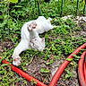 Simba joined the competition — help win amazing prizes! cat, white_cat, garden, plants, greenery, grass, soil, hose, red_hose, pet, animal, stretching, playful, outdoor, nature, relaxed, fur, paw, vegetation, summer