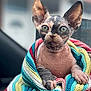 animal, cat, close_up, cozy, cute, feline, green_eyes, hairless_cat, hand, indoor, knit_blanket, looking, pet, portrait, small, sphynx_cat, striped_blanket, warm, wrapped, wrinkled_skin