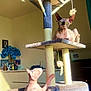 animal, blue_flowers, cat_tree, curious, decor, domestic_cat, feline, hairless_cat, hammock, home_interior, indoor, multi_level, pet, pet_toys, photograph, playful, relaxed, sphynx_cat, sunlight, toy_mouse