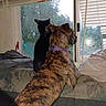 Athena is registered to the contest to win money with this photo: animal, blinds, cat, companions, couch, cozy, curious, curtains, daylight, dog, furniture, greenery, indoor, looking_out, patterned_couch, pet, purple_collar, resting, side_by_side, window