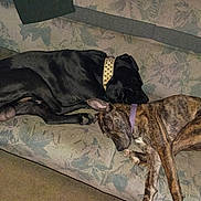 Athena joined the competition — help win amazing prizes! animal, black_dog, brindle_dog, collar, companions, couch, cozy, dog, domestic, floral_pattern, furniture, home, indoor, nap, pet, quiet, relaxing, resting, sleeping, two_animals
