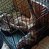 Athena is registered to the contest to win money with this photo: animal, cage, canine, comfortable, couch, crate, dog, domestic_animal, floor, furniture, home, indoors, legs_up, lying_down, metal_bars, paw, pet, relaxed, resting, window