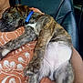 puppy, dog, sleeping, brindle, collar, blue_collar, person, shirt, orange_shirt, patterned_shirt, chest, nap, black_leather_chair, indoor, pet, cute, relaxed, fur, paw, closeup