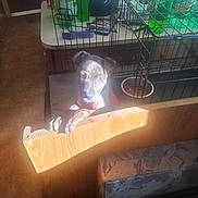 Athena joined the competition — help win amazing prizes! puppy, dog, indoor, wooden_barrier, dog_crate, food_bowl, soda_bottles, sunlight, shadow, floor, table, plastic_bottles, pet, curious, brown, black, red_collar, metal_bowl, cage, home