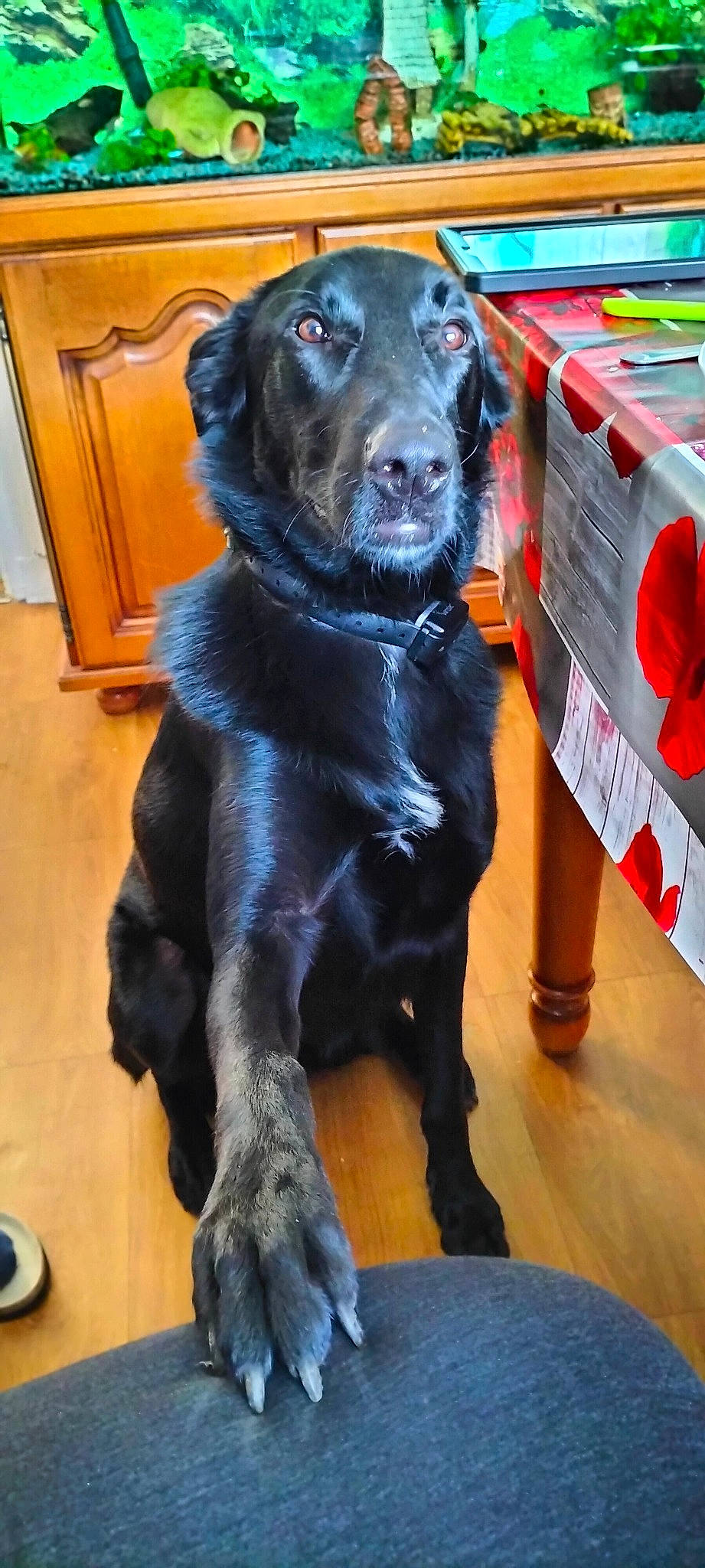 Rocky participe au concours pour gagner de l'argent avec cette photo : borador, canidae, carnivore, collar, companion_dog, dog, dog_breed, dog_collar, flooring, fur, gun_dog, hunting_dog, liver, mammal, retriever, snout, sporting_group, terrestrial_animal, working_animal, working_dog