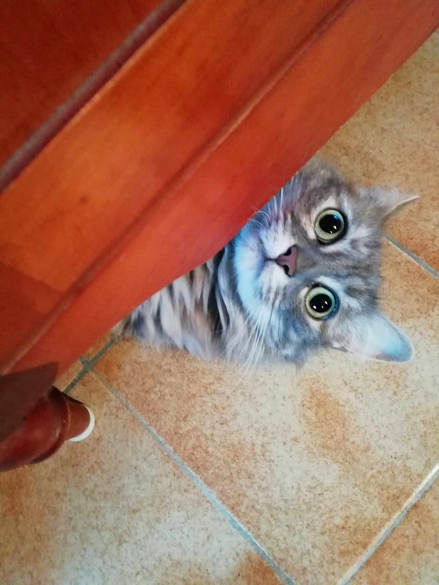 Meesty