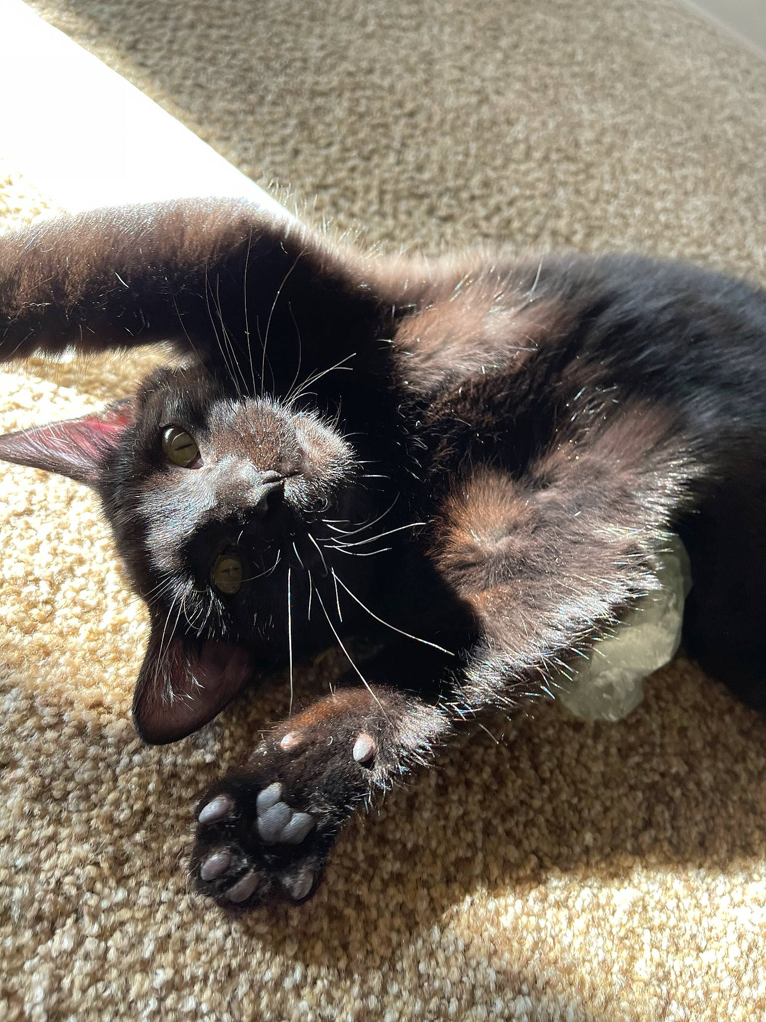 Song is registered to the contest to win money with this photo: black_cat, bombay, canidae, carnivore, cat, claw, dog_breed, domestic_short_haired_cat, felidae, foot, fur, human_leg, paw, small_to_medium_sized_cats, snout, sporting_group, tail, terrestrial_animal, toe, whiskers