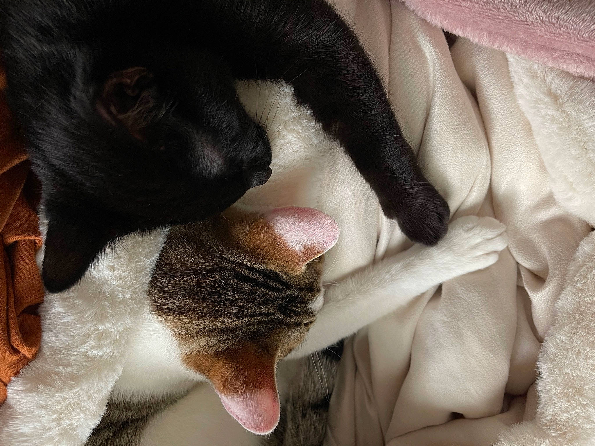 Song is registered to the contest to win money with this photo: canidae, carnivore, cat, claw, comfort, companion_dog, dog_breed, ear, fawn, felidae, fur, gesture, nail, nap, paw, small_to_medium_sized_cats, snout, sporting_group, tail, whiskers