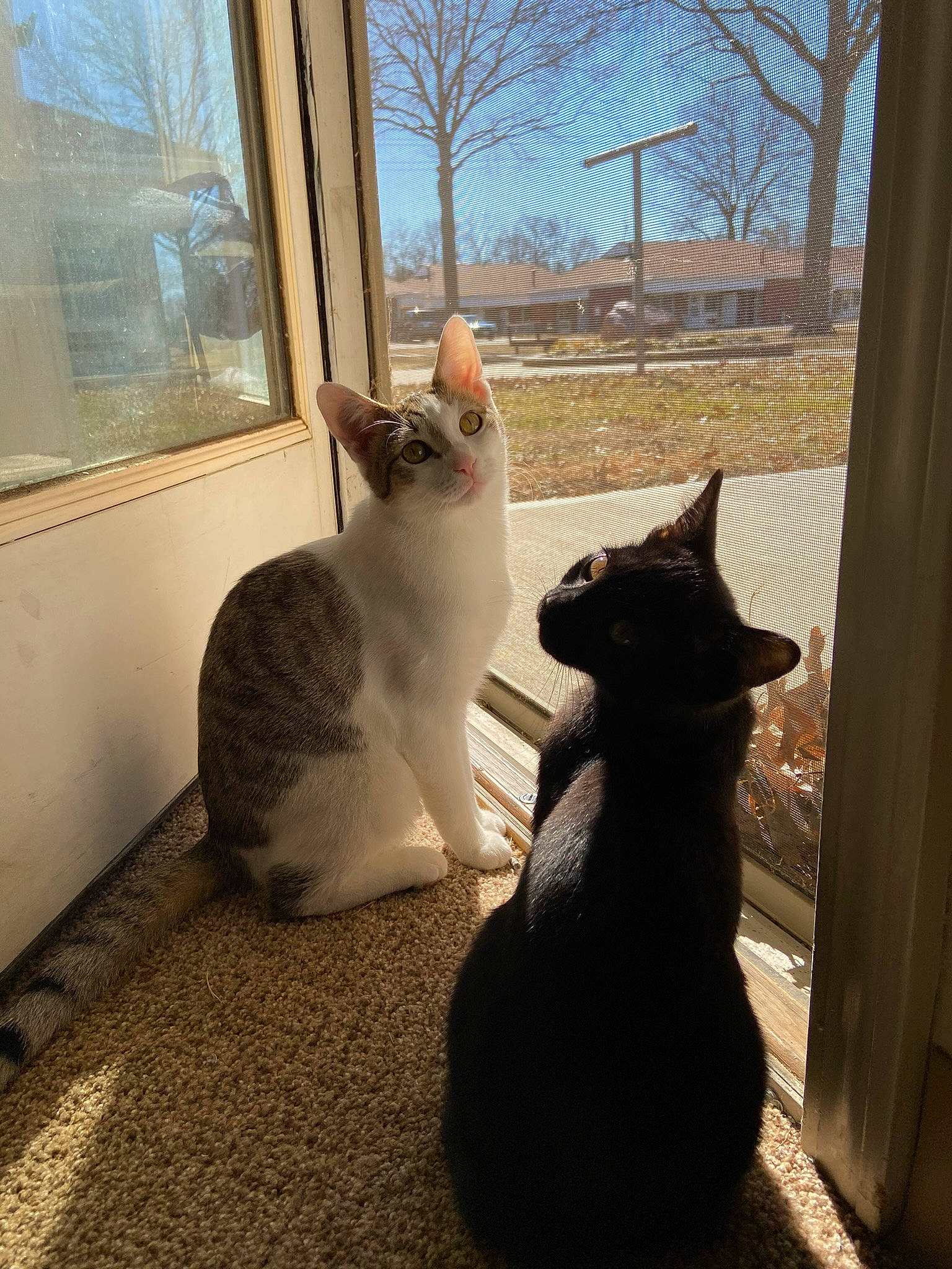 Song joined the competition — help win amazing prizes! carnivore, cat, door, fawn, felidae, grey, mammal, morning, plant, sky, small_to_medium_sized_cats, snout, sunlight, tail, tints_and_shades, tree, vertebrate, whiskers, window, wood