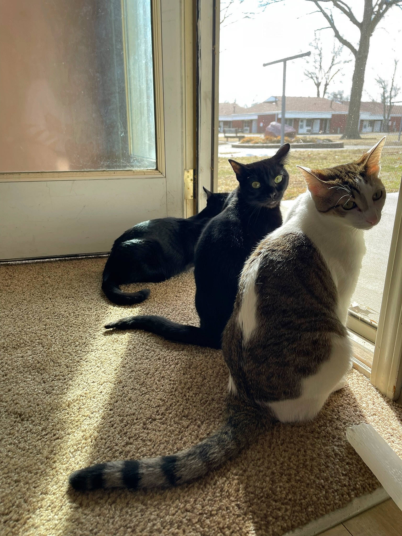 Dream joined the competition — help win amazing prizes! carnivore, cat, comfort, domestic_short_haired_cat, felidae, flooring, fur, grey, human_leg, plant, sitting, small_to_medium_sized_cats, snout, tail, terrestrial_animal, tints_and_shades, tree, whiskers, window, wood