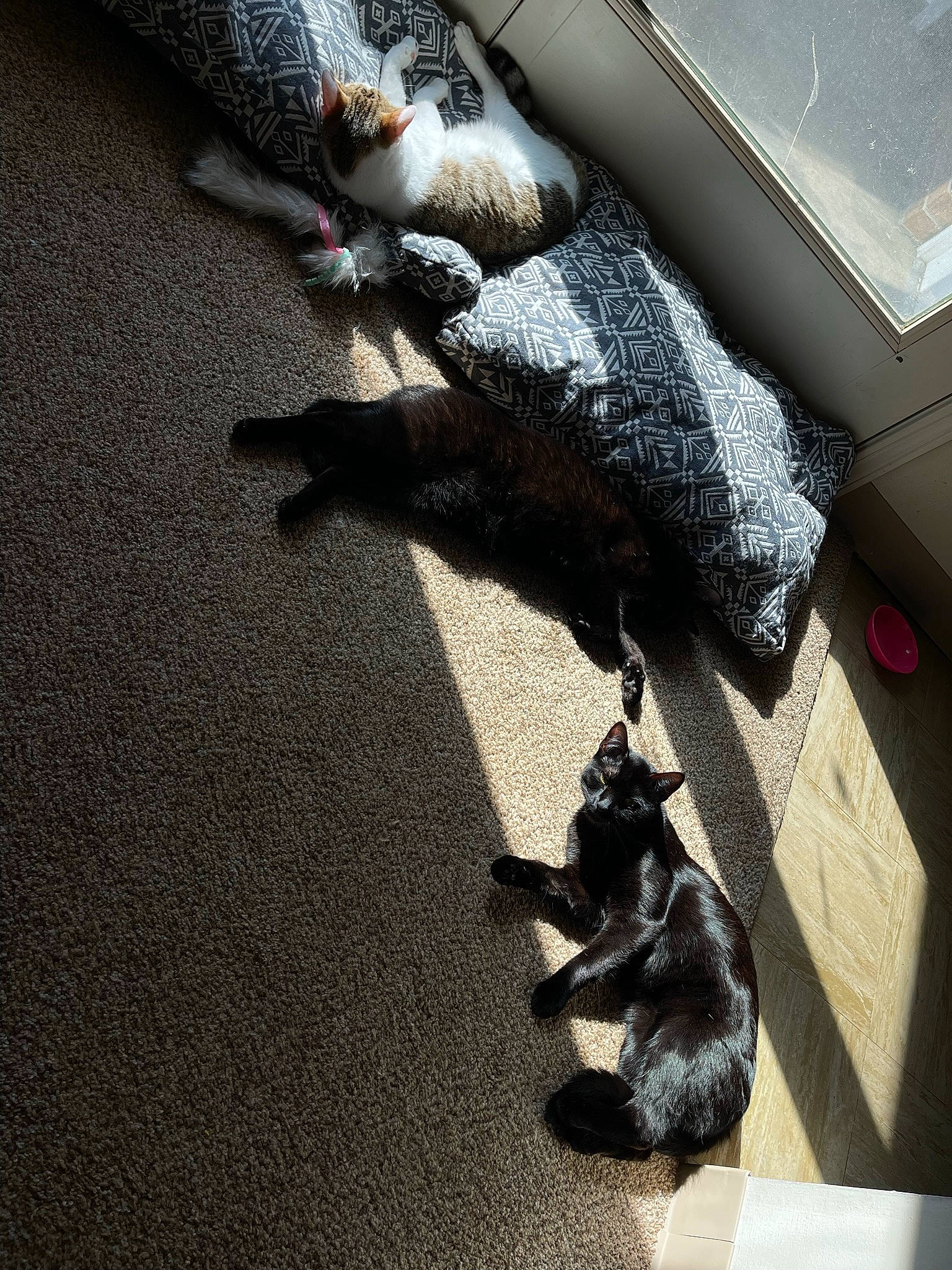 Dream joined the competition — help win amazing prizes! asphalt, canidae, carnivore, cat, comfort, companion_dog, dog_breed, felidae, floor, flooring, fur, grey, hardwood, linens, room, shadow, small_to_medium_sized_cats, tail, tints_and_shades, wood