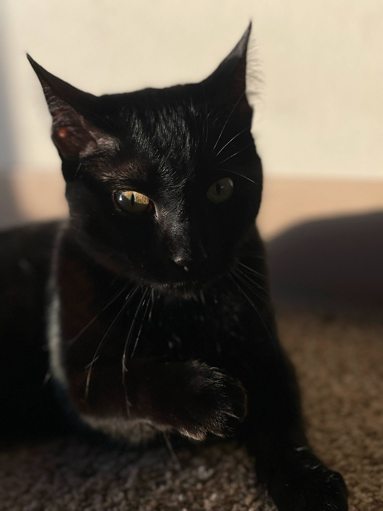 Dream joined the competition — help win amazing prizes! bombay, carnivore, cat, domestic_short_haired_cat, felidae, fur, small_to_medium_sized_cats, snout, terrestrial_animal, whiskers