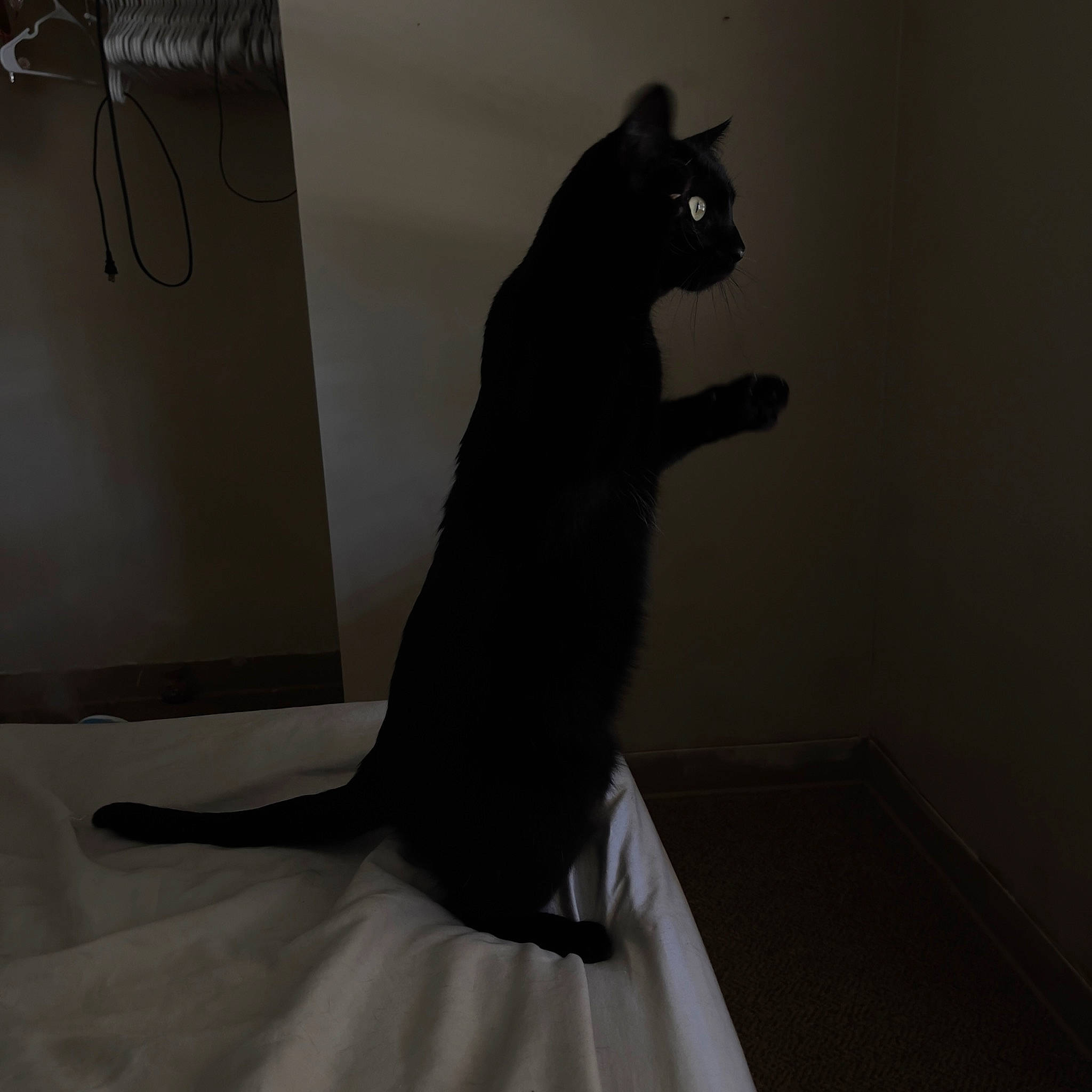 Dream is registered to the contest to win money with this photo: black_cat, carnivore, cat, comfort, domestic_short_haired_cat, felidae, flooring, fur, grey, human_leg, linens, monochrome_photography, room, sitting, small_to_medium_sized_cats, snout, stairs, tail, whiskers, wood