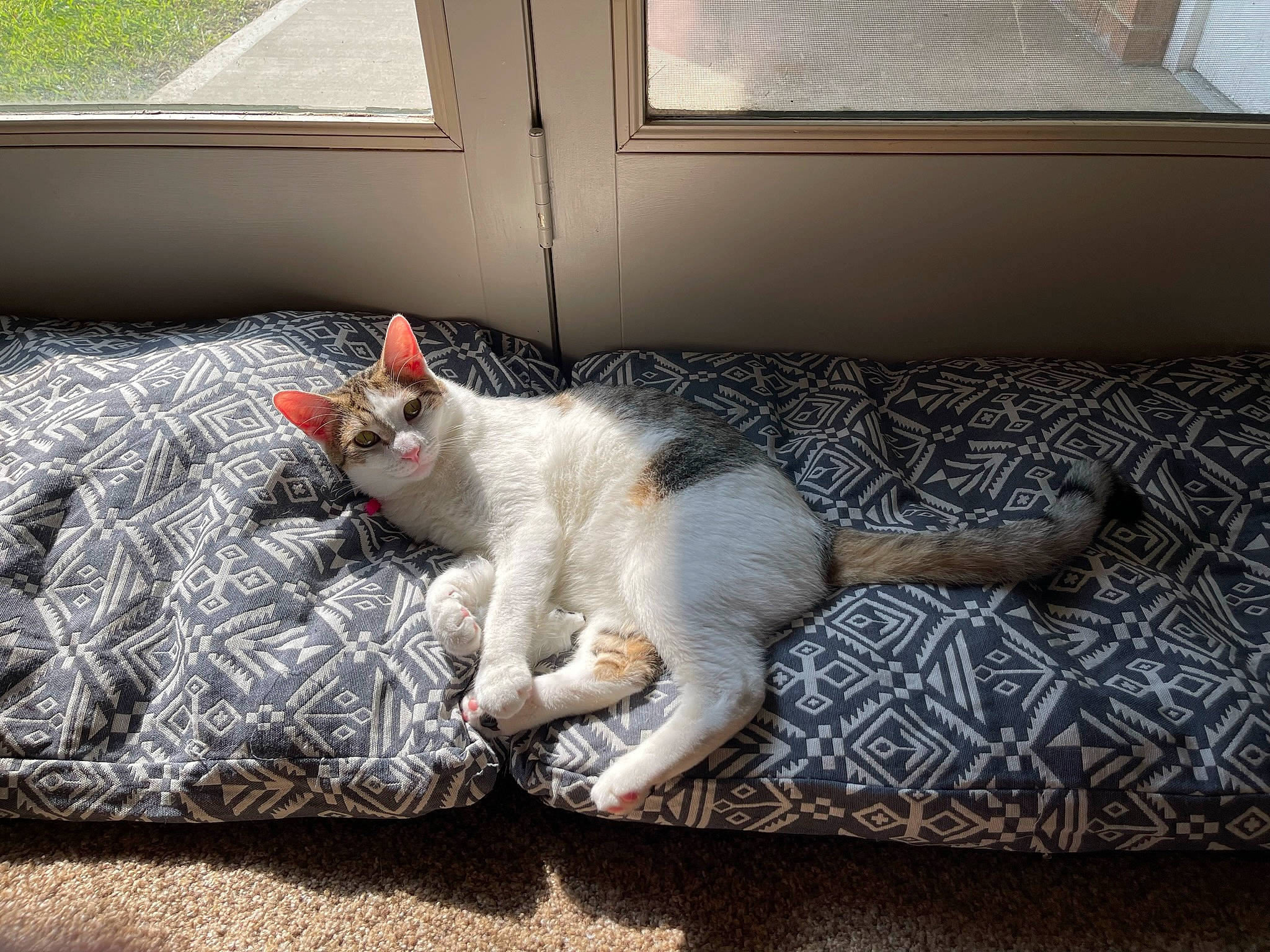 Ember joined the competition — help win amazing prizes! bedding, carnivore, carpet, cat, comfort, domestic_short_haired_cat, felidae, floor, flooring, fur, grey, linens, paw, room, small_to_medium_sized_cats, snout, tail, whiskers, window, wood