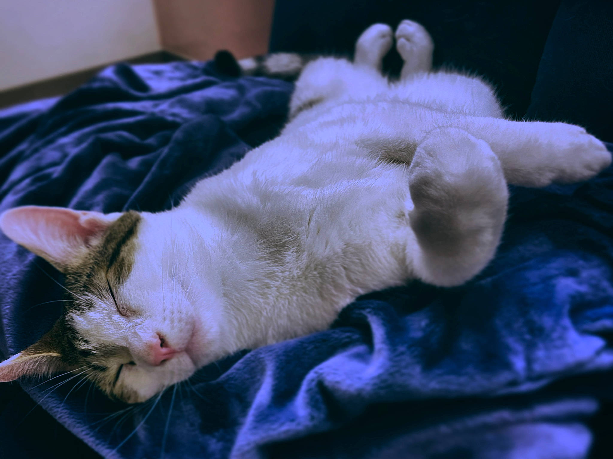 Ember is registered to the contest to win money with this photo: carnivore, cat, cat_supply, claw, comfort, domestic_short_haired_cat, ear, fawn, felidae, fur, linens, nap, paw, sleep, small_to_medium_sized_cats, snout, tail, textile, whiskers