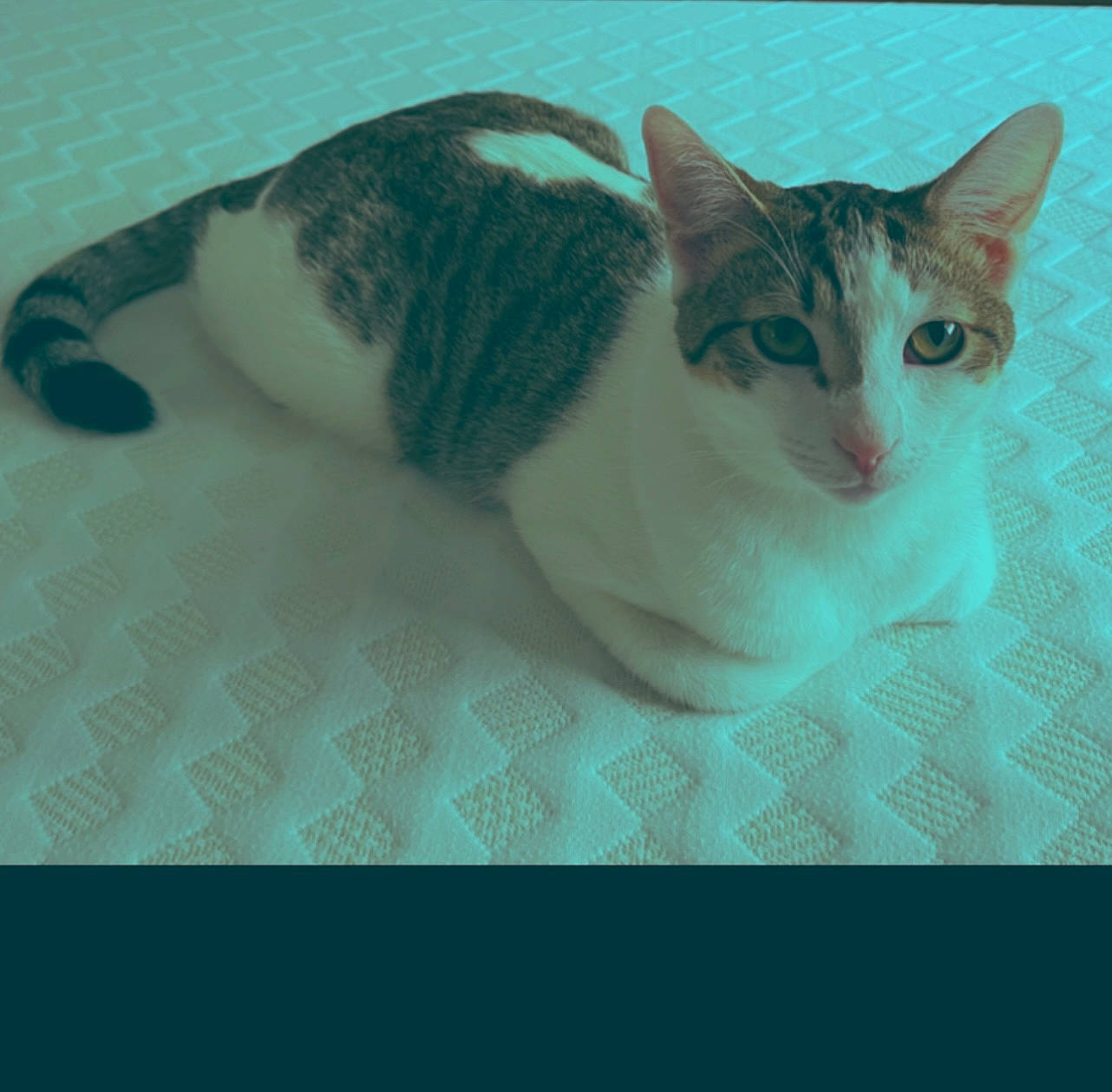 Ember is registered to the contest to win money with this photo: carnivore, cat, comfort, domestic_short_haired_cat, eye, felidae, fur, head, iris, line, linens, pattern, paw, rectangle, small_to_medium_sized_cats, snout, tail, terrestrial_animal, textile, whiskers