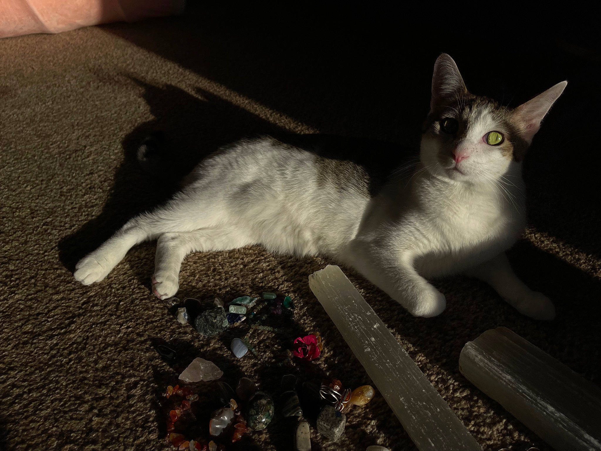 Ember joined the competition — help win amazing prizes! carnivore, cat, domestic_short_haired_cat, felidae, flooring, fur, grey, oriental_shorthair, paw, small_to_medium_sized_cats, snout, soil, tail, thai, whiskers