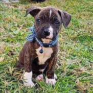 Harley joined the competition — help win amazing prizes! american_pit_bull_terrier, american_staffordshire_terrier, carnivoran, dog, dog_breed, dog_breed_group, dog_like_mammal, snout