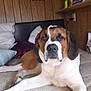 Barnabas is registered to the contest to win money with this photo: bed, brown, canine, dog, domestic_animal, ears, furniture, head, home, indoor, large_dog, mammal, nose, pet, pillow, relaxed, resting, sleepy, white, wood_paneling