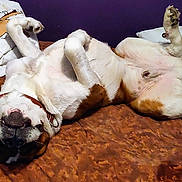 Barnabas is registered to the contest to win money with this photo: animal, bed, blanket, brown, canine, collar, comfortable, cozy, cute, dog, fur, indoor, paw, pet, pillow, relaxed, resting, sleeping, upside_down, white