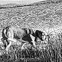 Barnabas is registered to the contest to win money with this photo: animal, black_and_white, canine, collar, dog, field, fur, grass, lake, muzzle, nature, outdoor, pets, ripples, scenery, shore, side_view, walking, water, wildlife