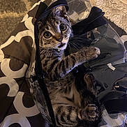 Bailey joined the competition — help win amazing prizes! kitten, cat, tabby, pet, animal, indoor, playing, curious, transparent_bag, bed, fabric, paw, whiskers, cute, feline, small, young, looking_up, stripes, domestic_cat
