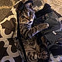 kitten, cat, tabby, pet, animal, indoor, playing, curious, transparent_bag, bed, fabric, paw, whiskers, cute, feline, small, young, looking_up, stripes, domestic_cat