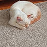 Miley joined the competition — help win amazing prizes! cat, sleeping, curled_up, cream_colored, tail, carpet, indoor, wooden_furniture, cozy, pet, animal, resting, fur, cute, quiet, peaceful, domestic, mammal, whiskers, ears