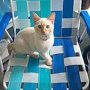 Miley is registered to the contest to win money with this photo: cat, chair, blue, turquoise, white, indoor, pet, animal, feline, curious, sitting, woven_chair, carpet, colorful, domestic_cat, striped_chair, blue_eyes, light, collar, household