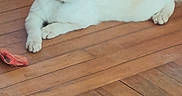 Miley is registered to the contest to win money with this photo: cat, cream_colored, blue_eyes, wooden_floor, indoor, pet, animal, toy, relaxed, curious, floorboards, feline, domestic_cat, laying_down, whiskers, ears, tail, paws, quiet, home