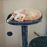 Miley is registered to the contest to win money with this photo: cat, cat_tree, feline, pet, indoor, relaxed, cream_colored, plush, animal, resting, tiered_furniture, toy_ball, wall, framed_photo, wedding_photo, home_interior, cozy, domestic, quiet, soft