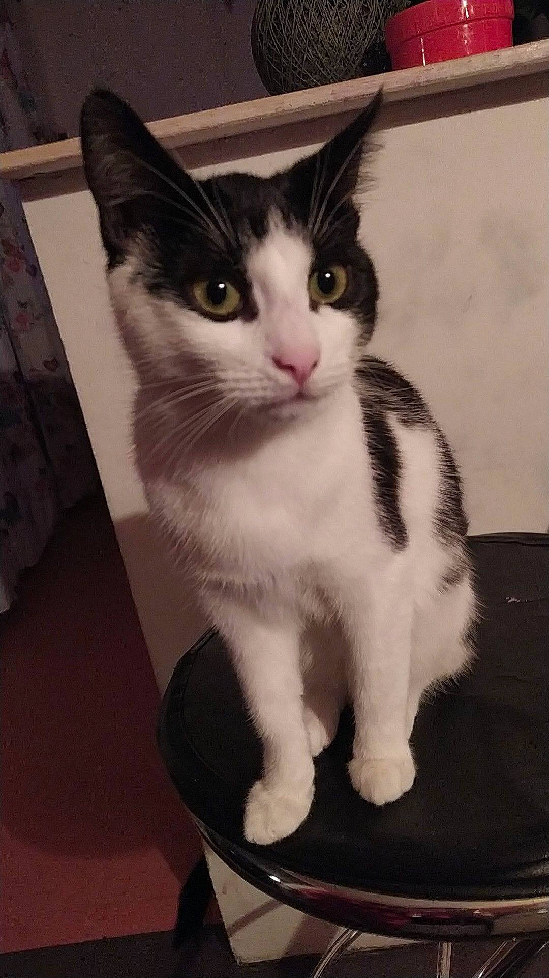 Noppy participe au concours pour gagner de l'argent avec cette photo : box, carnivore, cat, domestic_short_haired_cat, eye, felidae, formal_wear, fur, head, paw, small_to_medium_sized_cats, snout, tail, whiskers, window