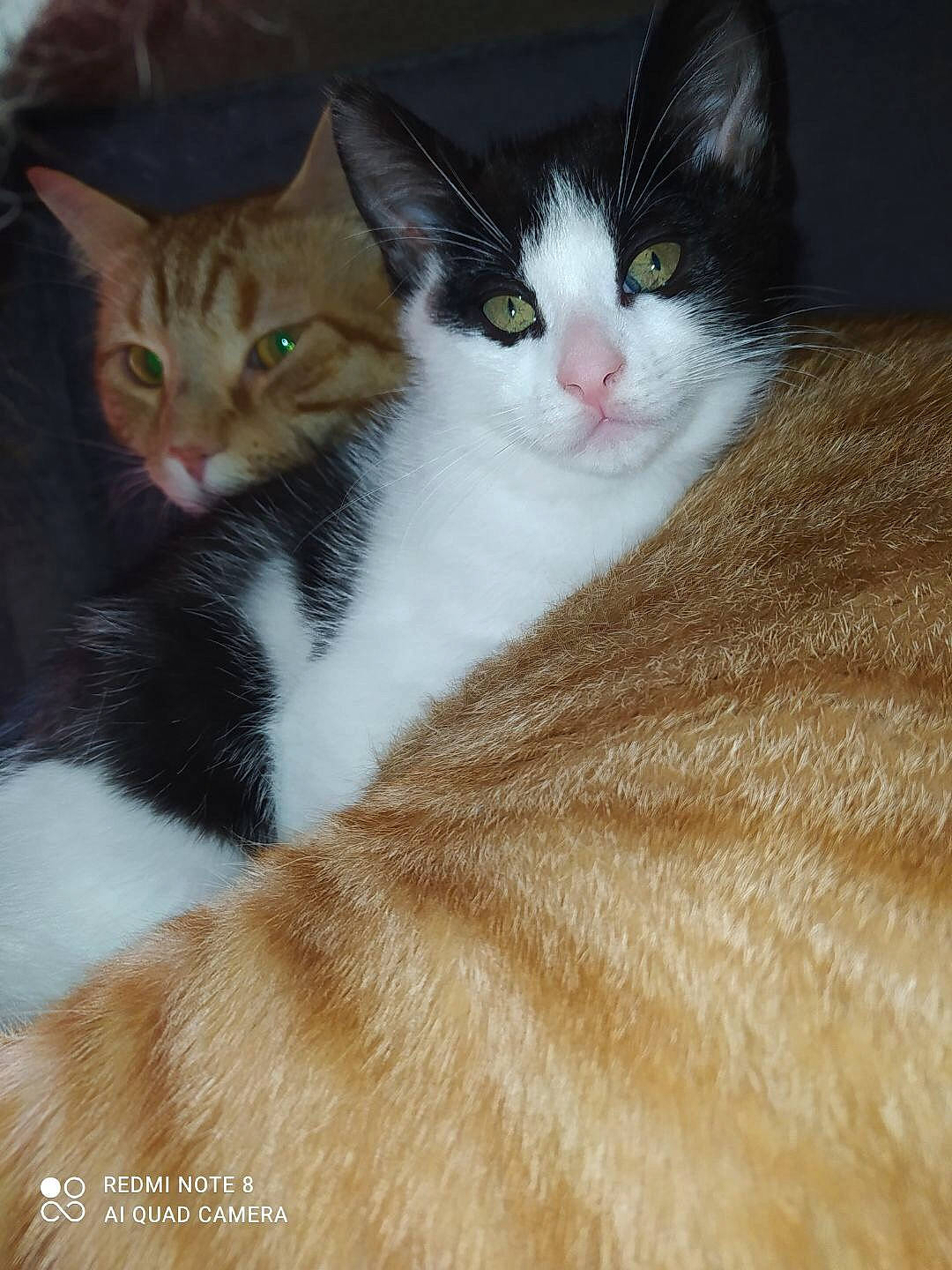 Noppy a rejoint le concours — aidez-le/la à gagner de superbes lots ! carnivore, cat, comfort, domestic_short_haired_cat, felidae, fur, iris, paw, small_to_medium_sized_cats, tail, whiskers, wood