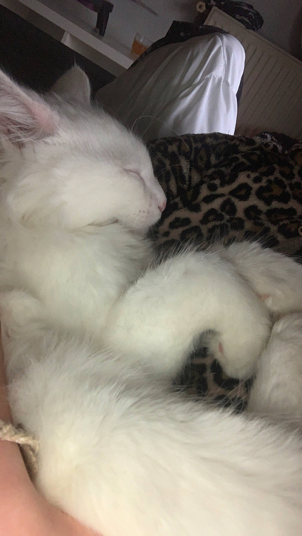 Ghost participe au concours pour gagner de l'argent avec cette photo : canidae, carnivore, cat, claw, cloud, comfort, companion_dog, dog_breed, domestic_short_haired_cat, felidae, fur, linens, nap, paw, sleep, small_to_medium_sized_cats, snout, tail, whiskers, wool