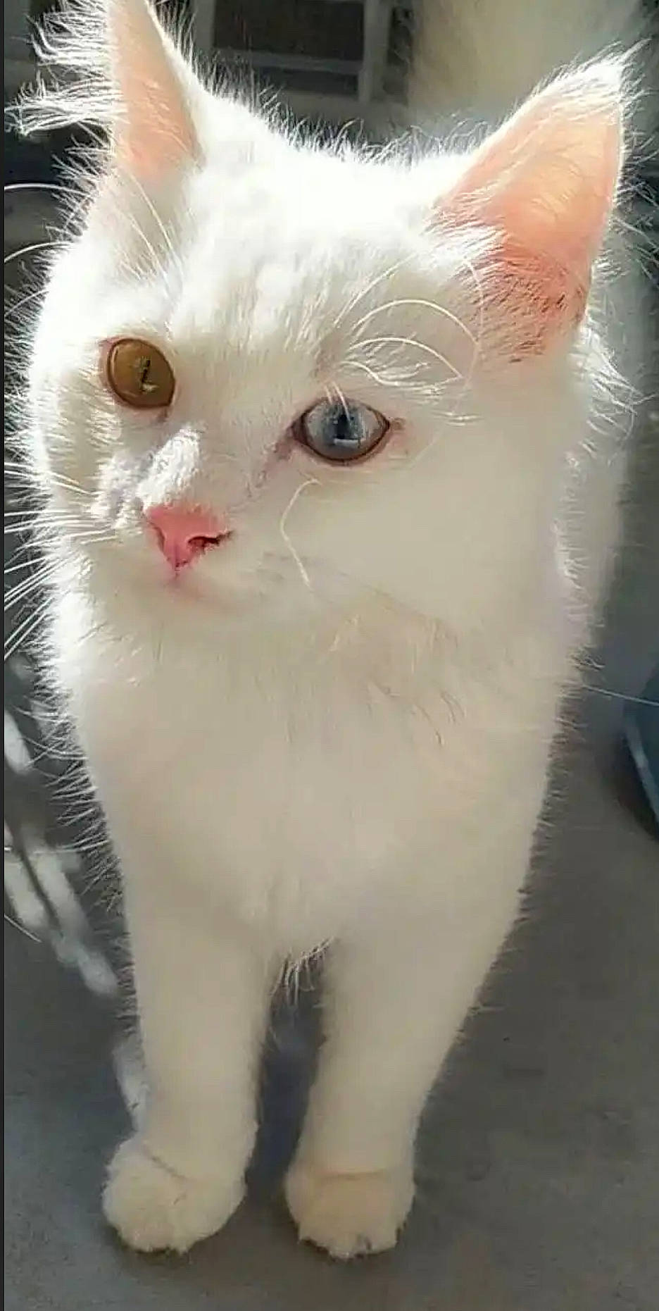 Ghost a rejoint le concours — aidez-le/la à gagner de superbes lots ! carnivore, cat, domestic_short_haired_cat, ear, fawn, felidae, fur, pet_supply, small_to_medium_sized_cats, snout, terrestrial_animal, whiskers