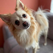 Flatsy a rejoint le concours — aidez-le/la à gagner de superbes lots ! animal, companion, couch, cozy, curious, cute, dog, domestic, ears, eyes, fluffy, friendly, fur, head_tilt, household, indoors, mammal, nose, pet, portrait