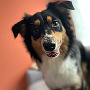 Poppy a rejoint le concours — aidez-le/la à gagner de superbes lots ! animal, black, blurred_background, canine, close_up, cute, dog, ears, friendly, fur, house, indoor, nose, pet, portrait, sofa, tan, tongue_out, warm_lighting, white